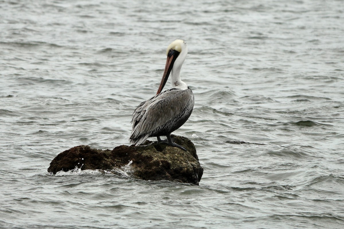 Brown Pelican - ML612645042