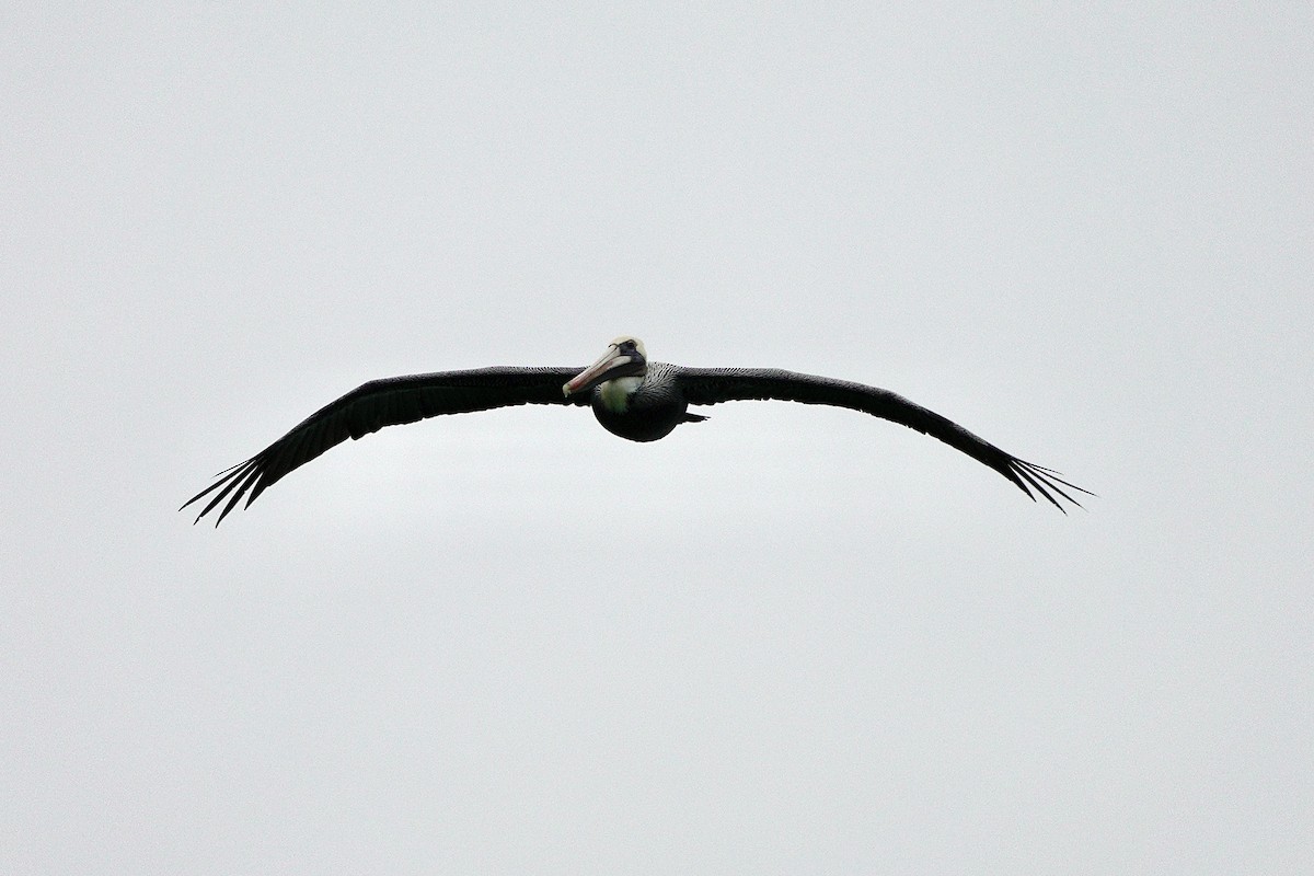 Brown Pelican - ML612645043