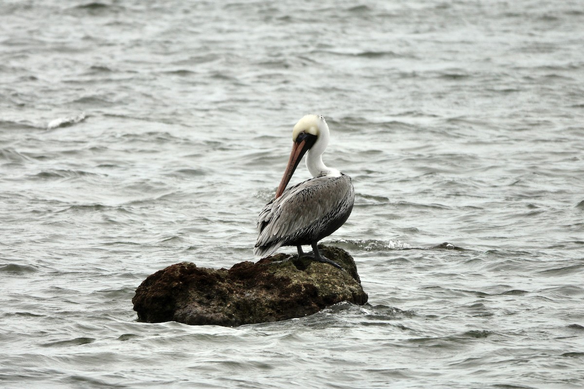 Brown Pelican - ML612645044
