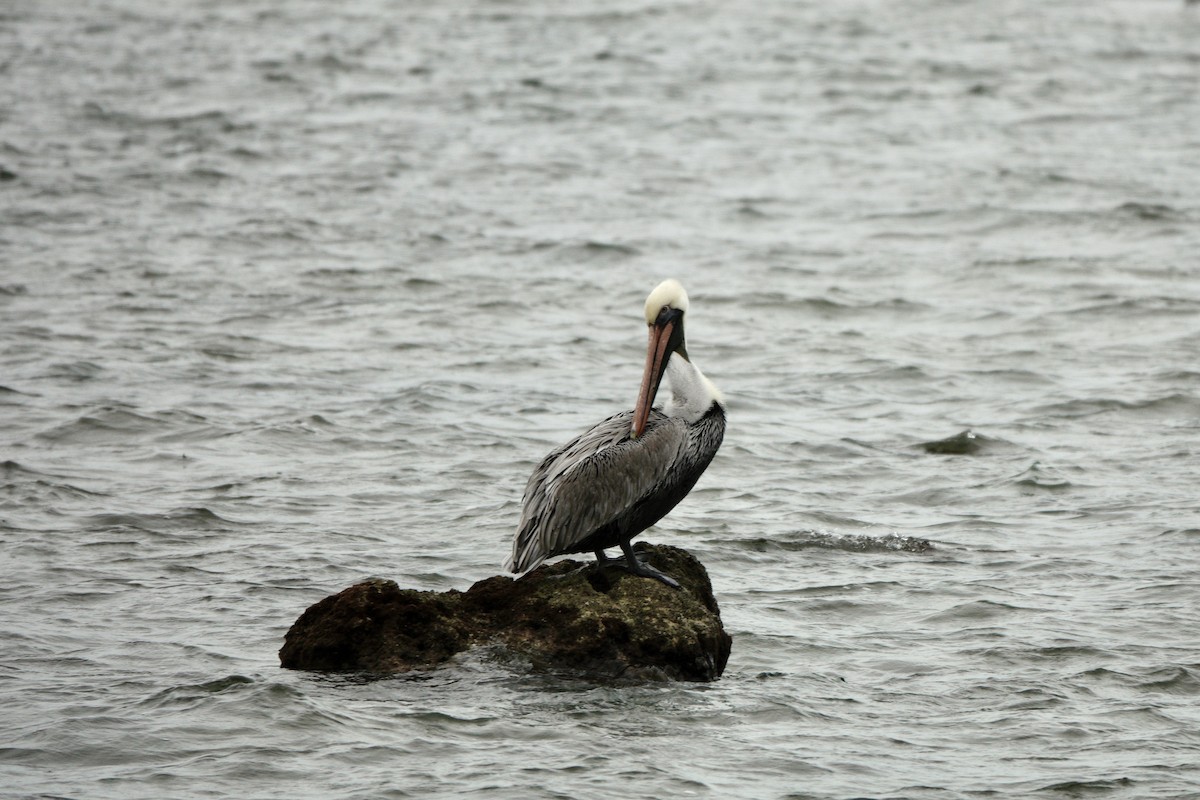 Brown Pelican - ML612645045