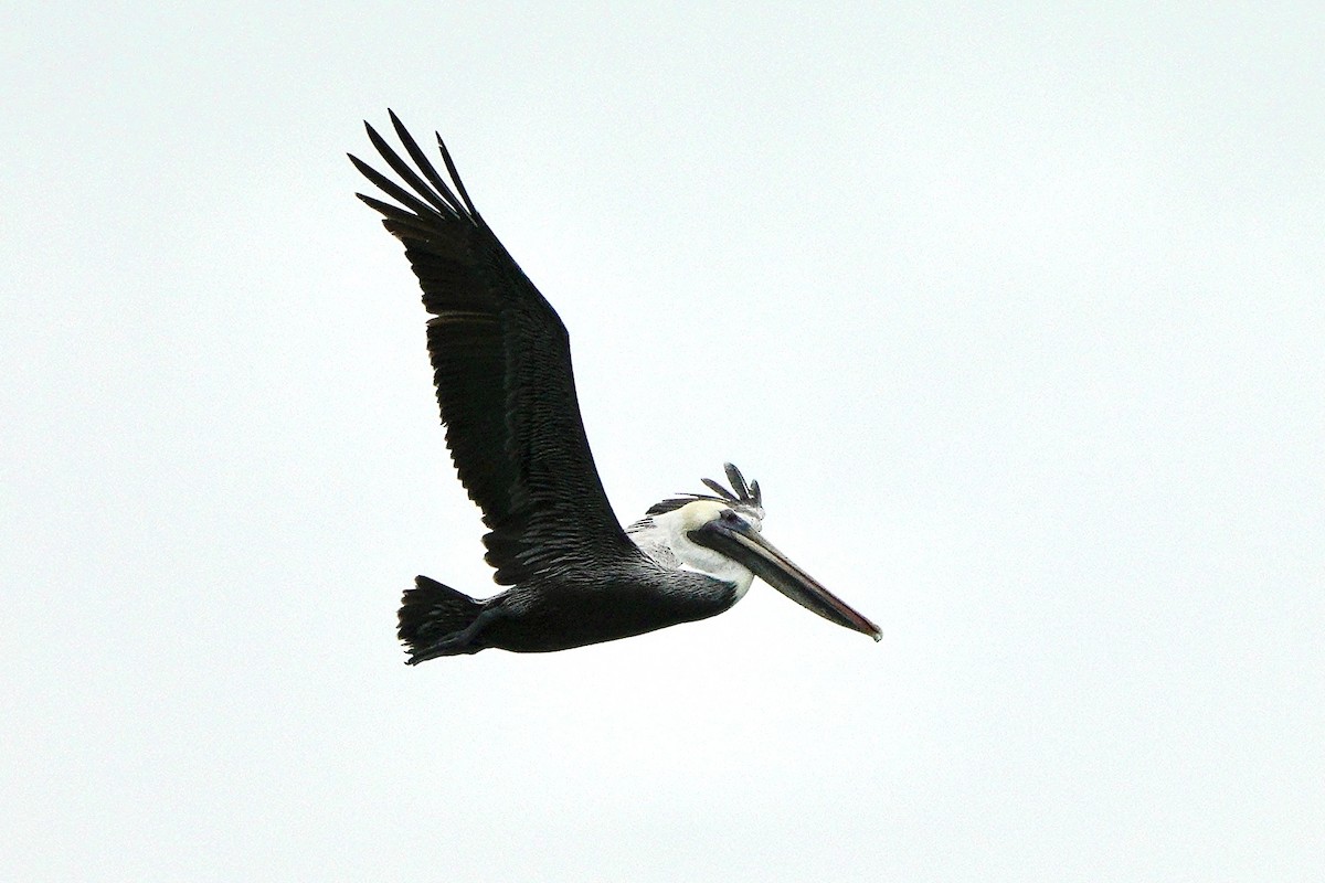 Brown Pelican - ML612645049