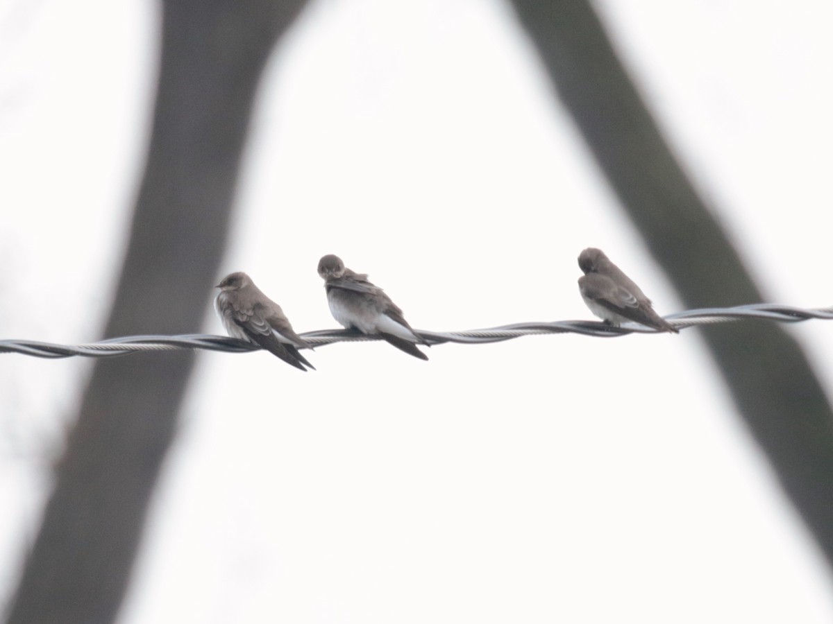 Northern Rough-winged Swallow - ML612645080