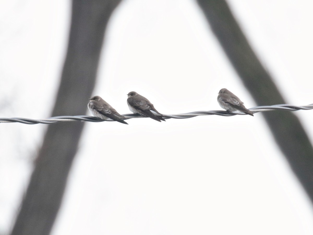 Northern Rough-winged Swallow - ML612645086