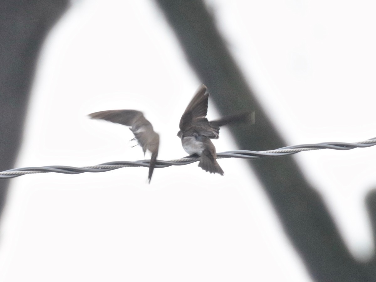 Northern Rough-winged Swallow - ML612645091