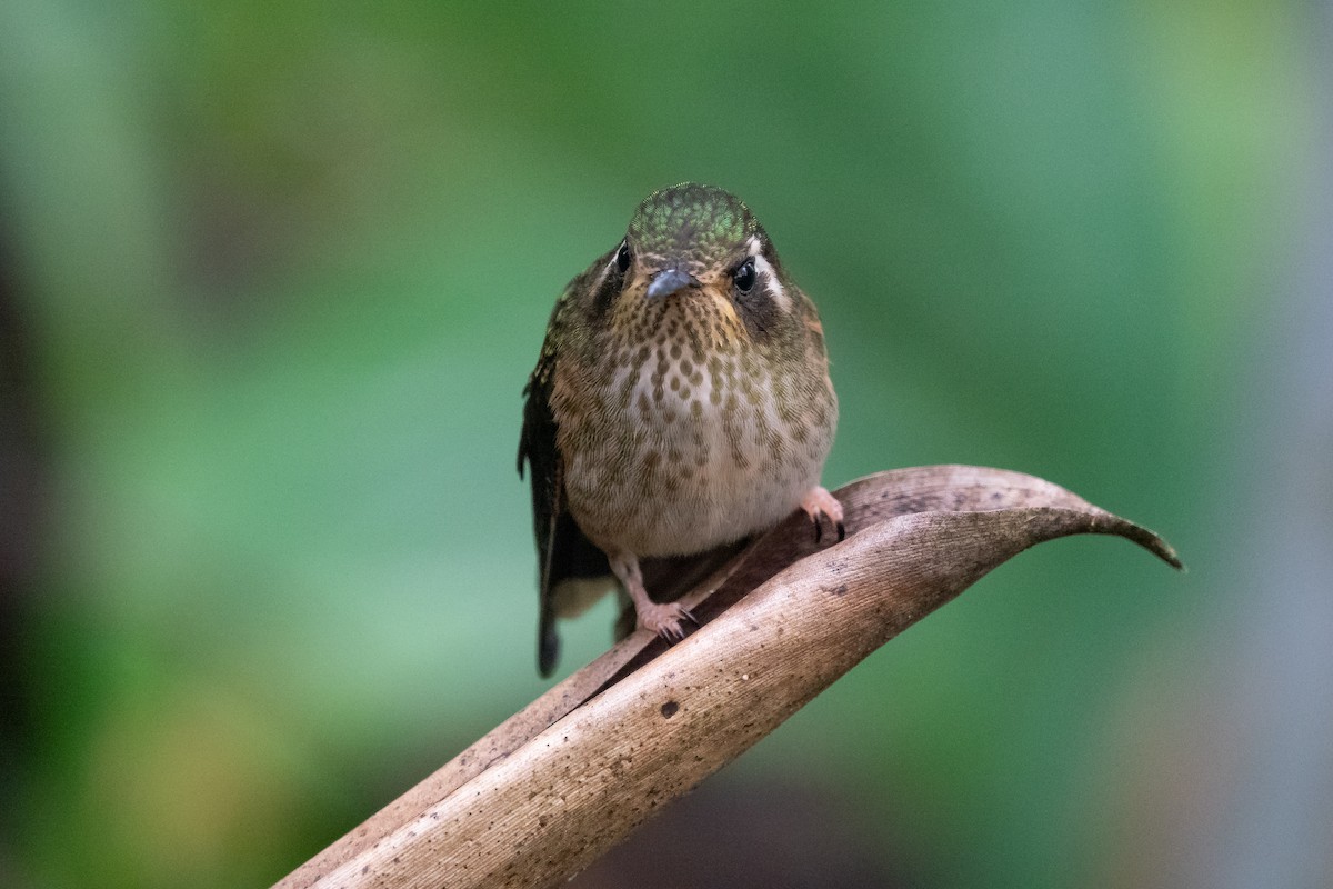 Colibrí Jaspeado - ML612645108