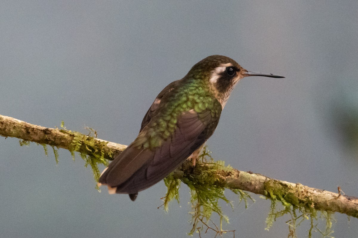 Speckled Hummingbird - ML612645156