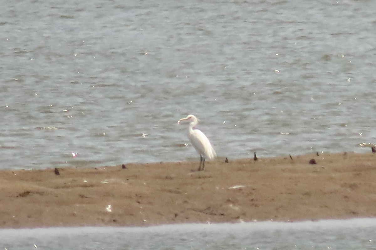 Chinese Egret - ML612645290