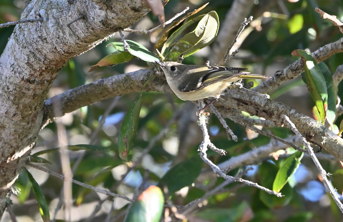 Ruby-crowned Kinglet - ML612645302