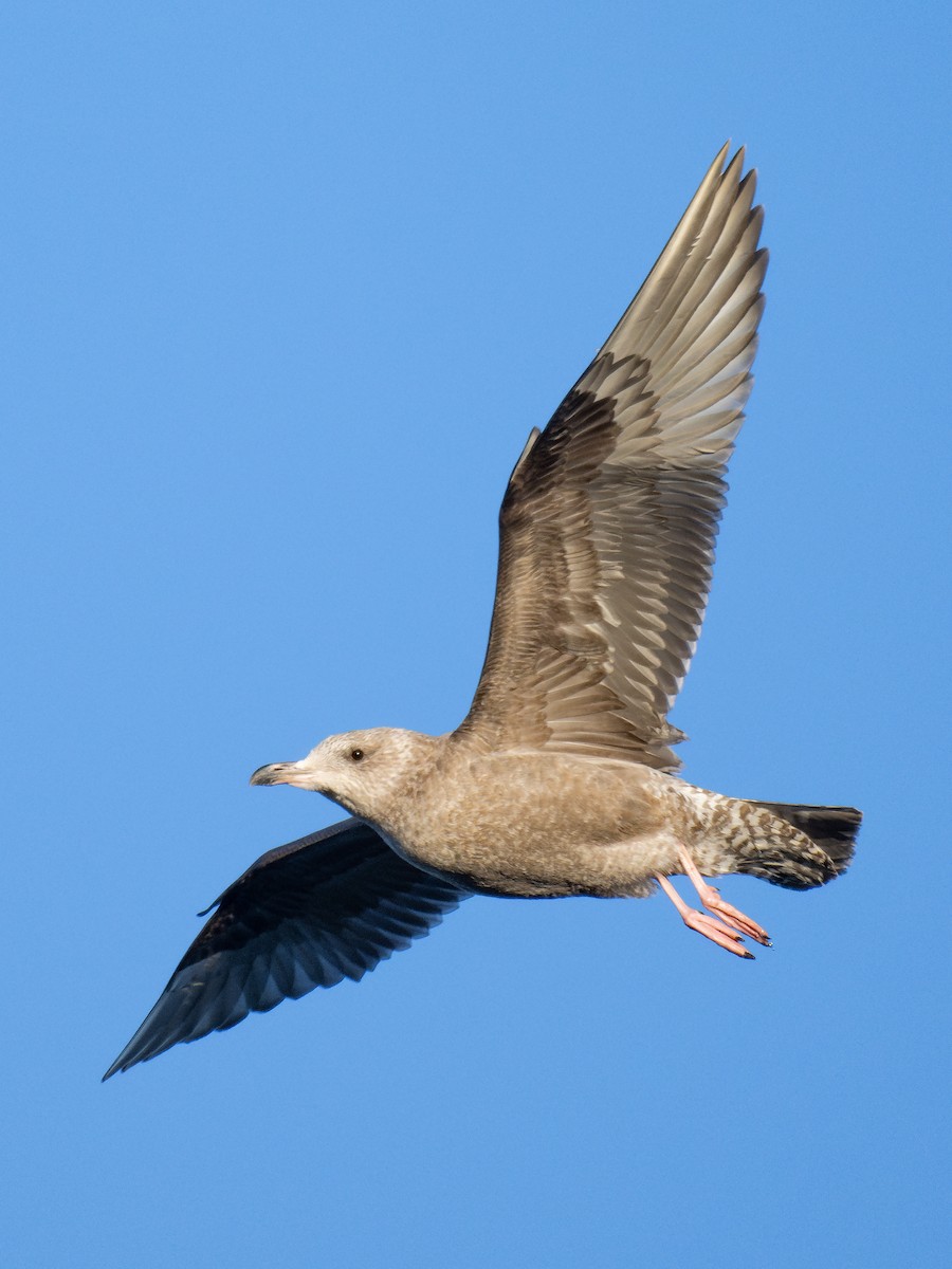 Gaviota Argéntea - ML612645362