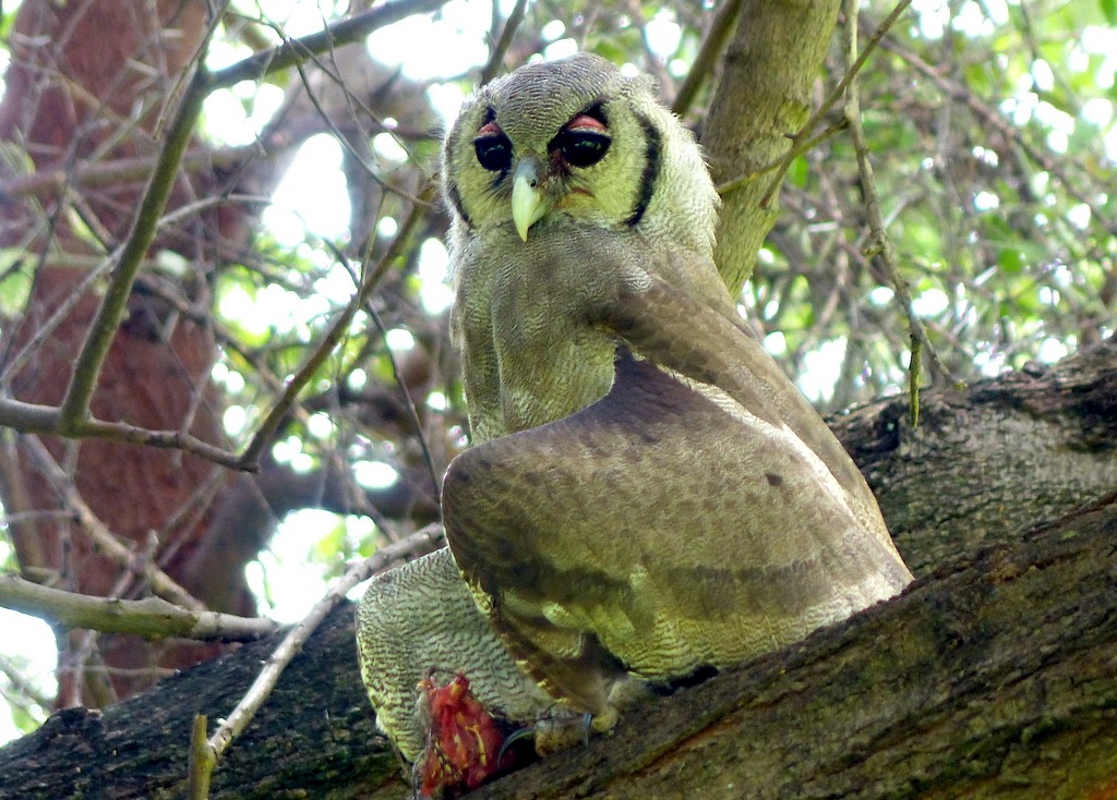Verreaux's Eagle-Owl - Femi Faminu