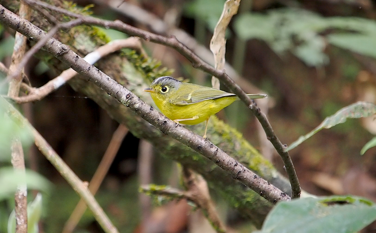 White-spectacled Warbler - ML612645413