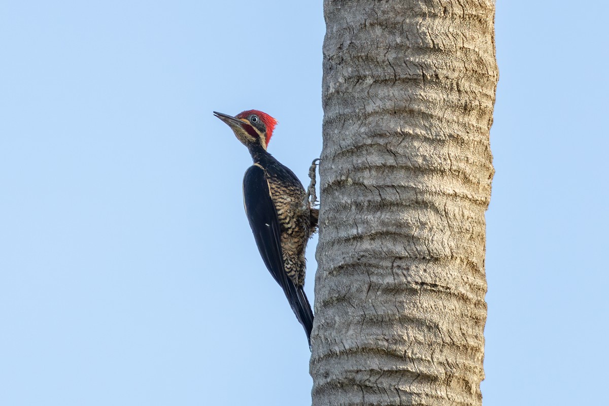 Lineated Woodpecker - ML612645427