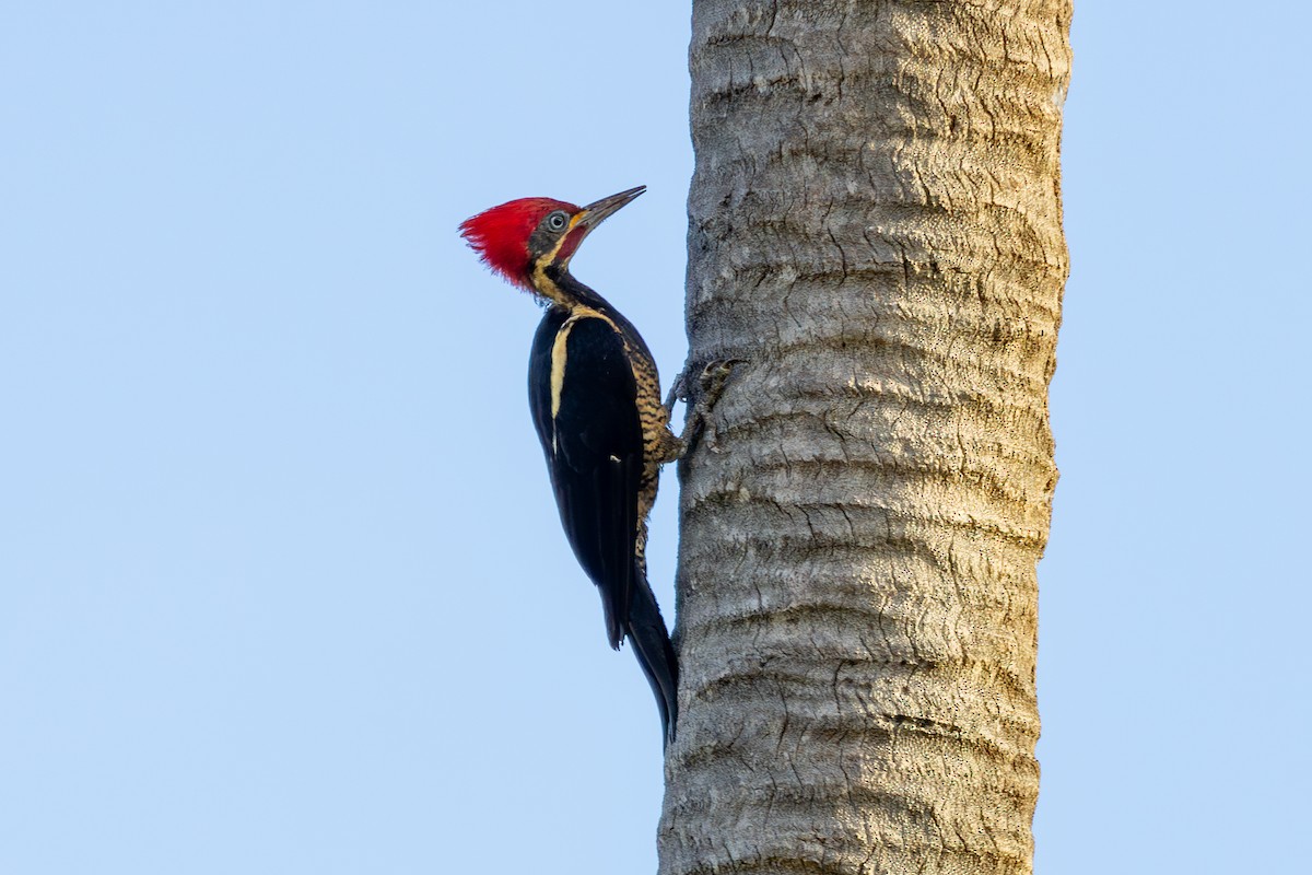 Lineated Woodpecker - ML612645428