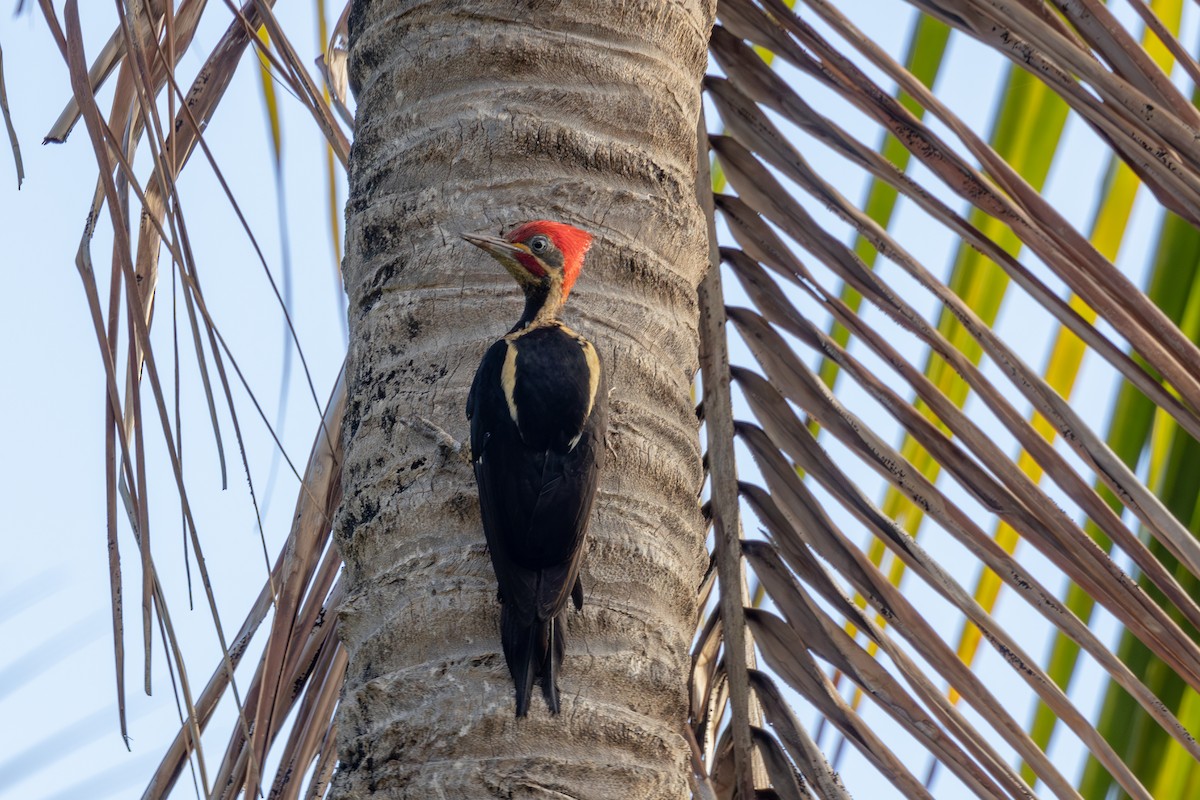 Lineated Woodpecker - Gustavo Dallaqua