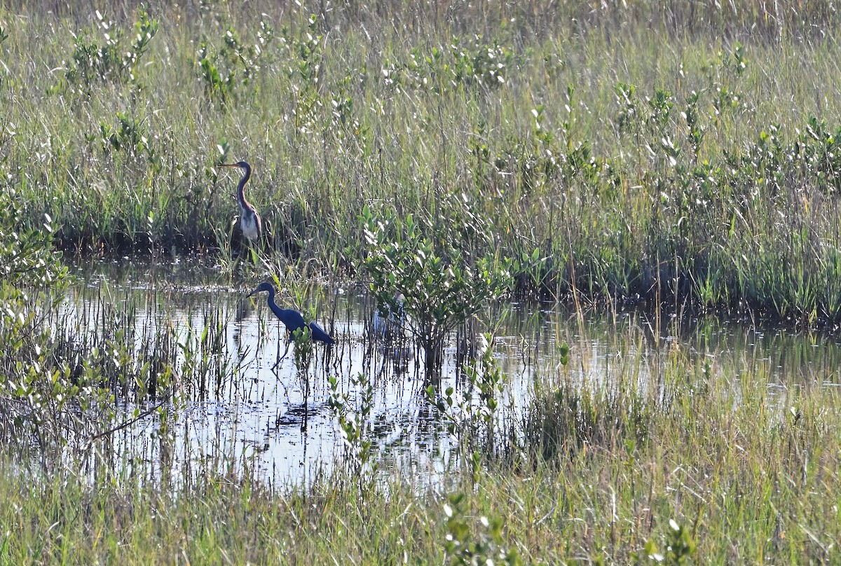 Little Blue Heron - ML612645478