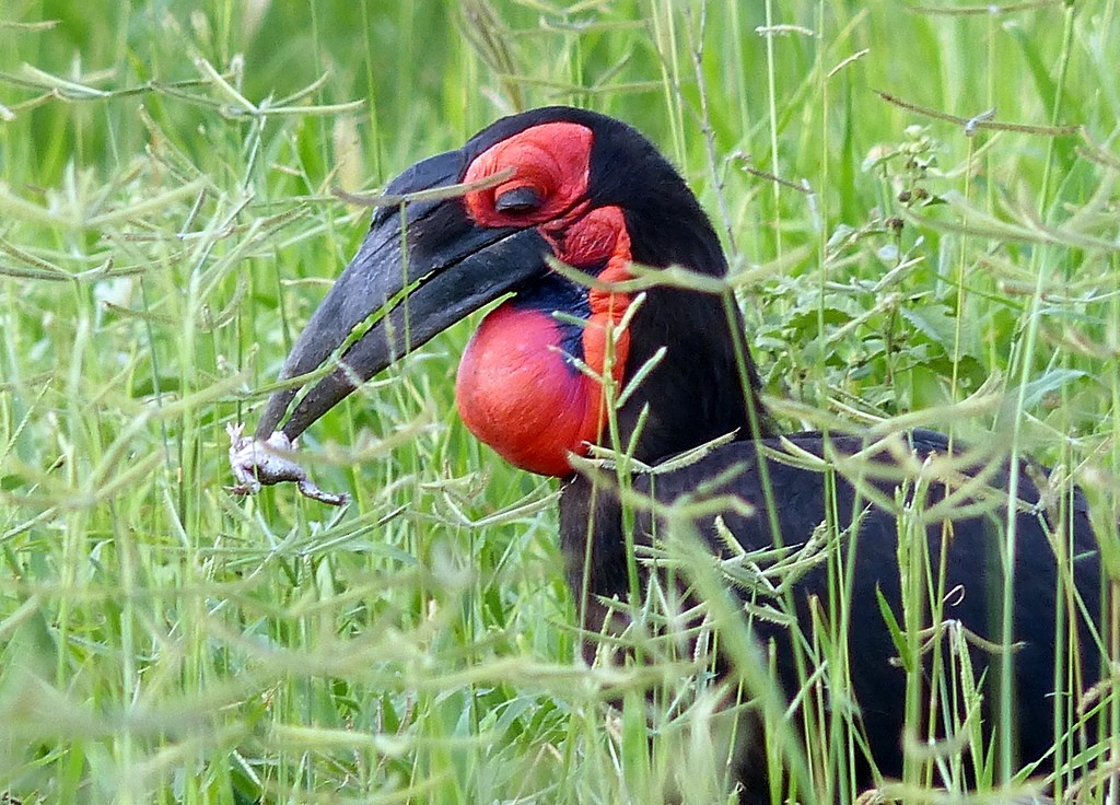 Southern Ground-Hornbill - ML612645490