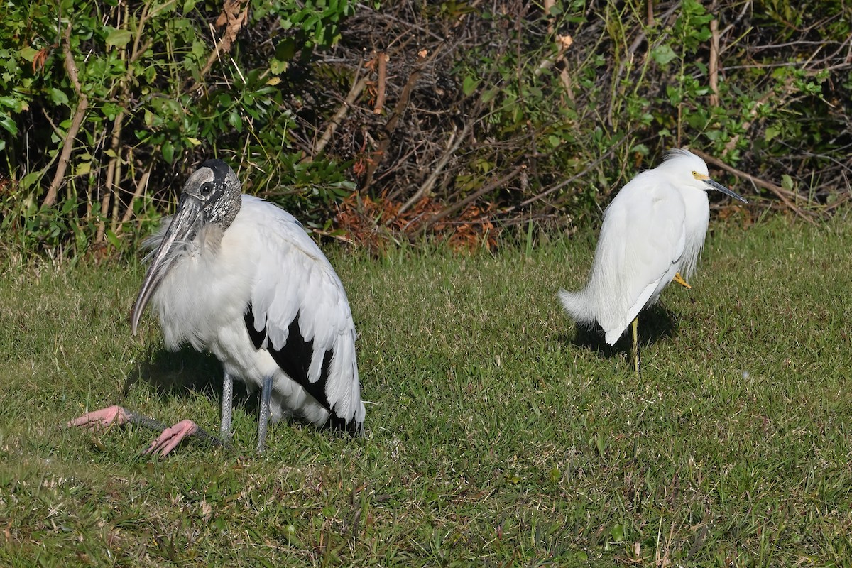 Wood Stork - ML612645494