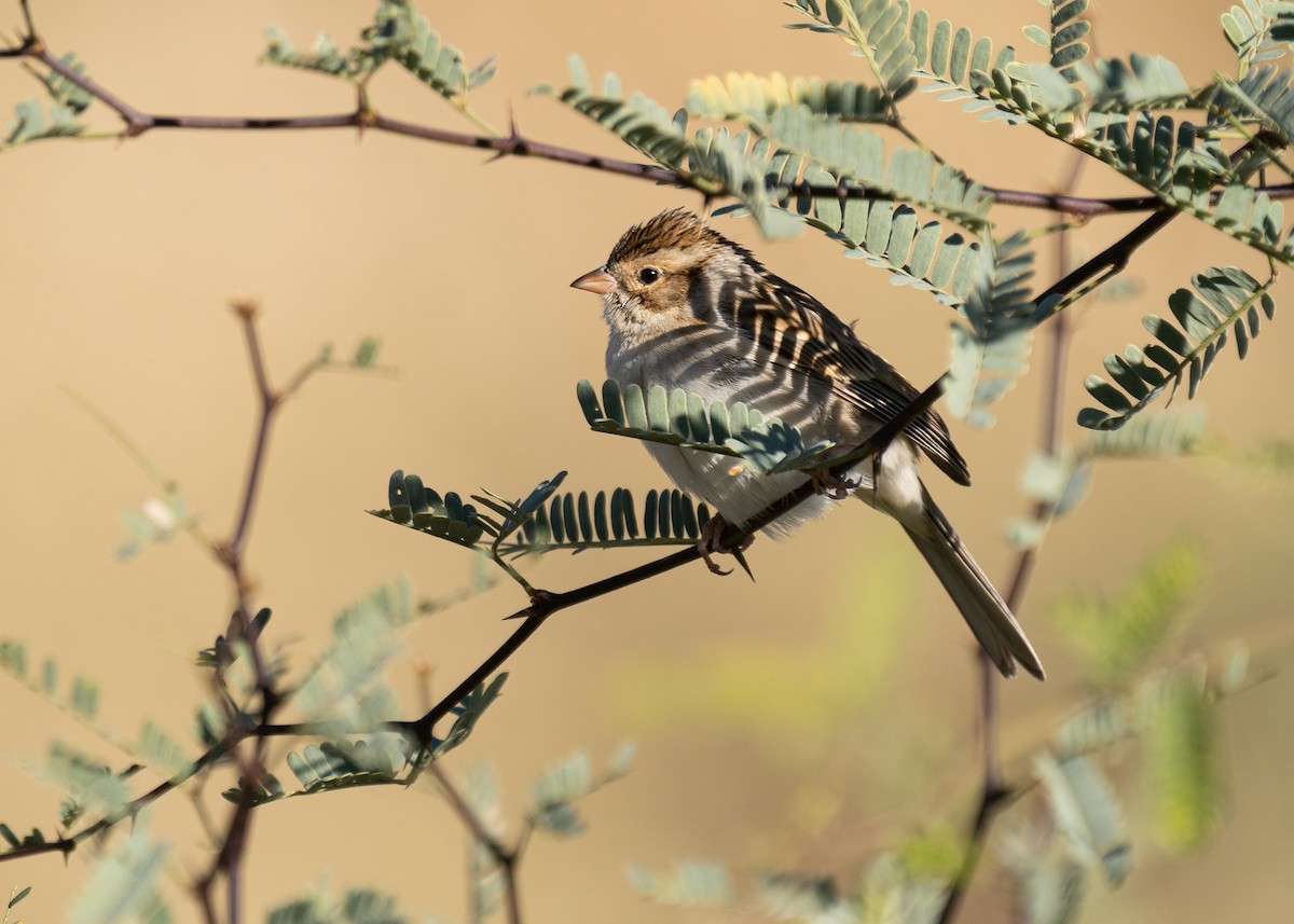 Clay-colored Sparrow - ML612645520