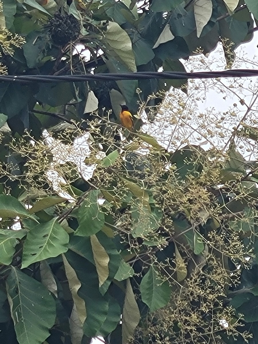 Black-headed Weaver - ML612645532