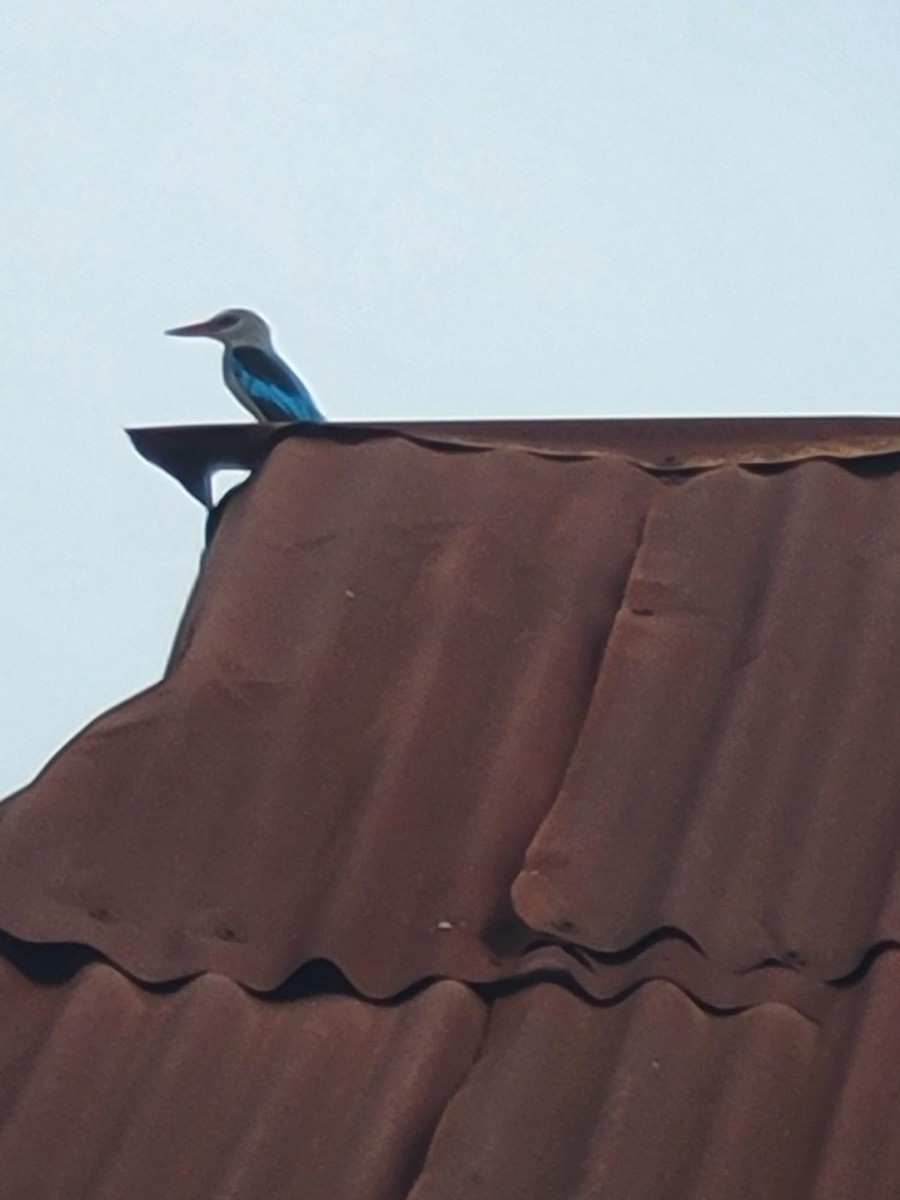 Woodland Kingfisher - ML612645544