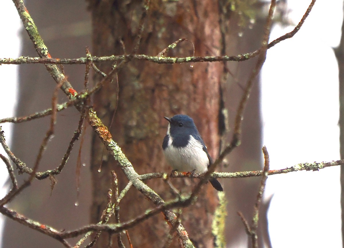 Ultramarine Flycatcher - ML612645569