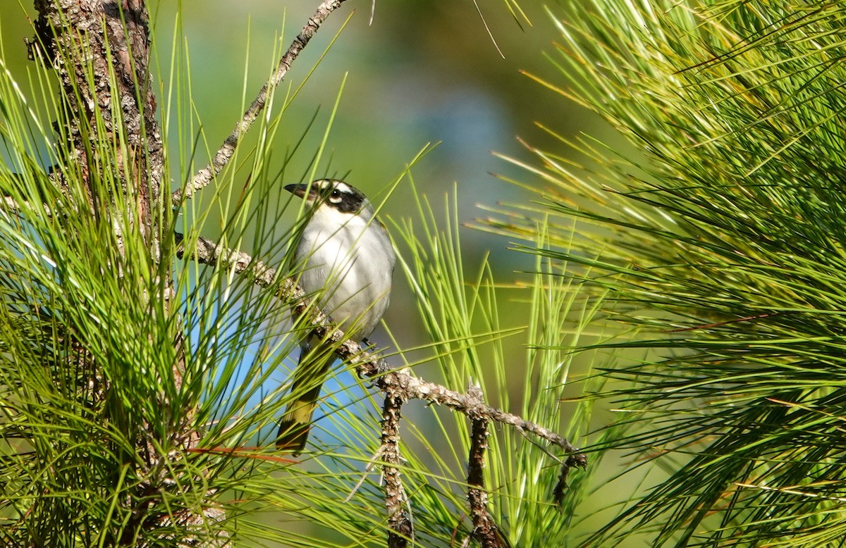 Black-crowned Palm-Tanager - ML612645601