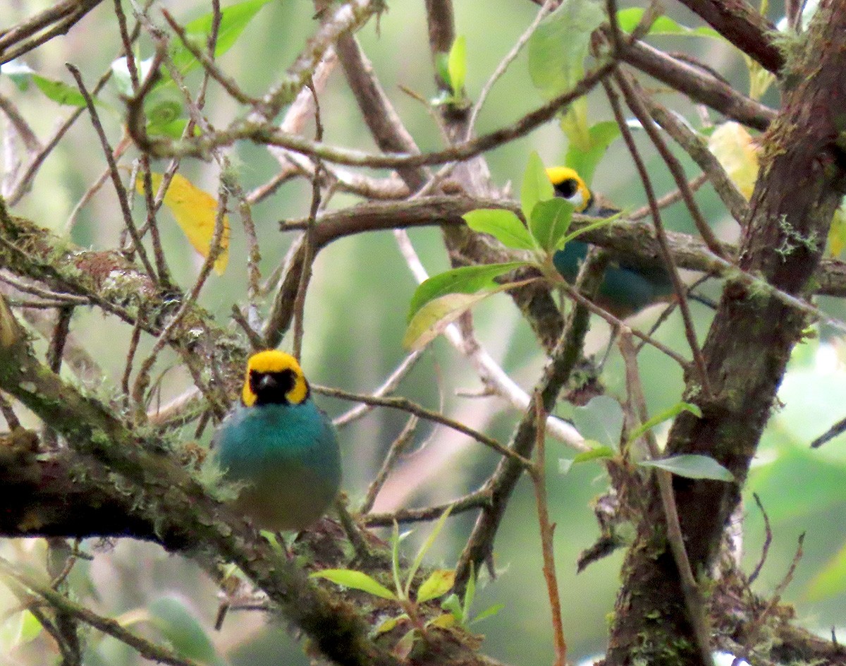 Saffron-crowned Tanager - Alejandro Mendoza