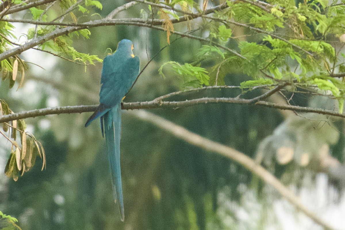 Blue-throated Macaw - Debbie Metler