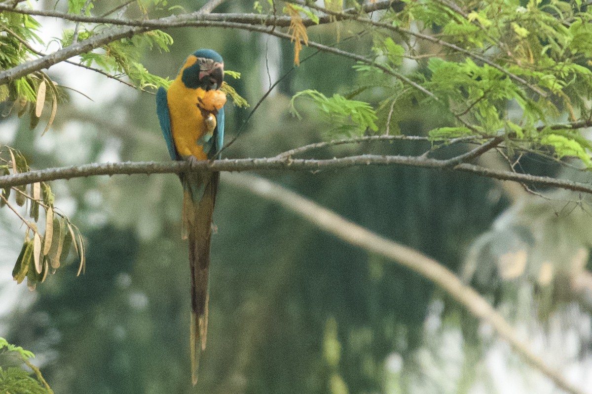 Guacamayo Barbiazul - ML612645619