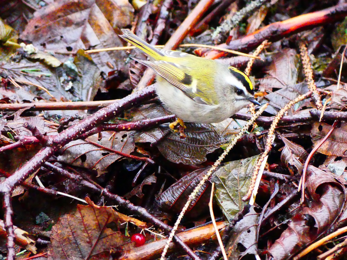 Golden-crowned Kinglet - ML612645621