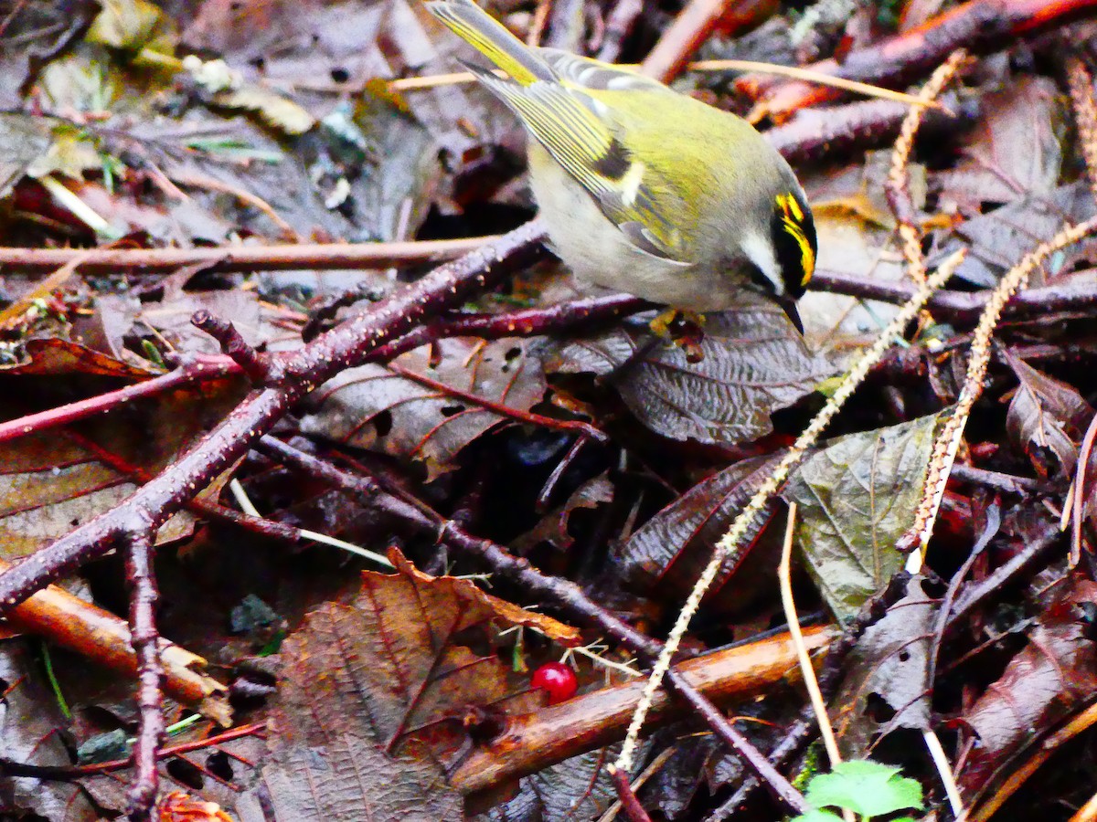 Golden-crowned Kinglet - ML612645624