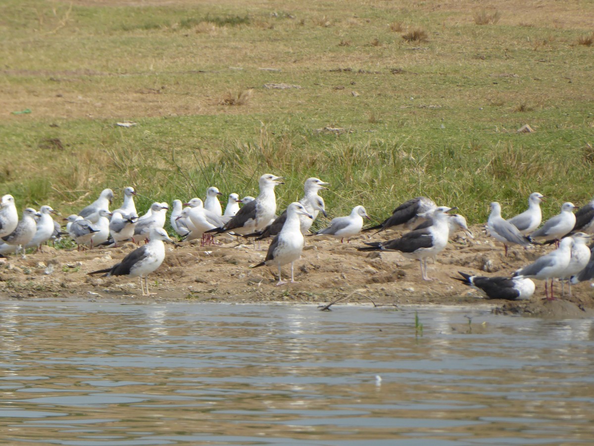 Lesser Black-backed Gull - ML612645669