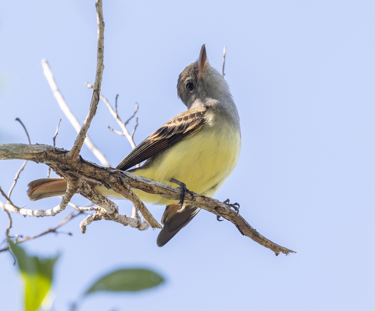 Great Crested Flycatcher - ML612645689