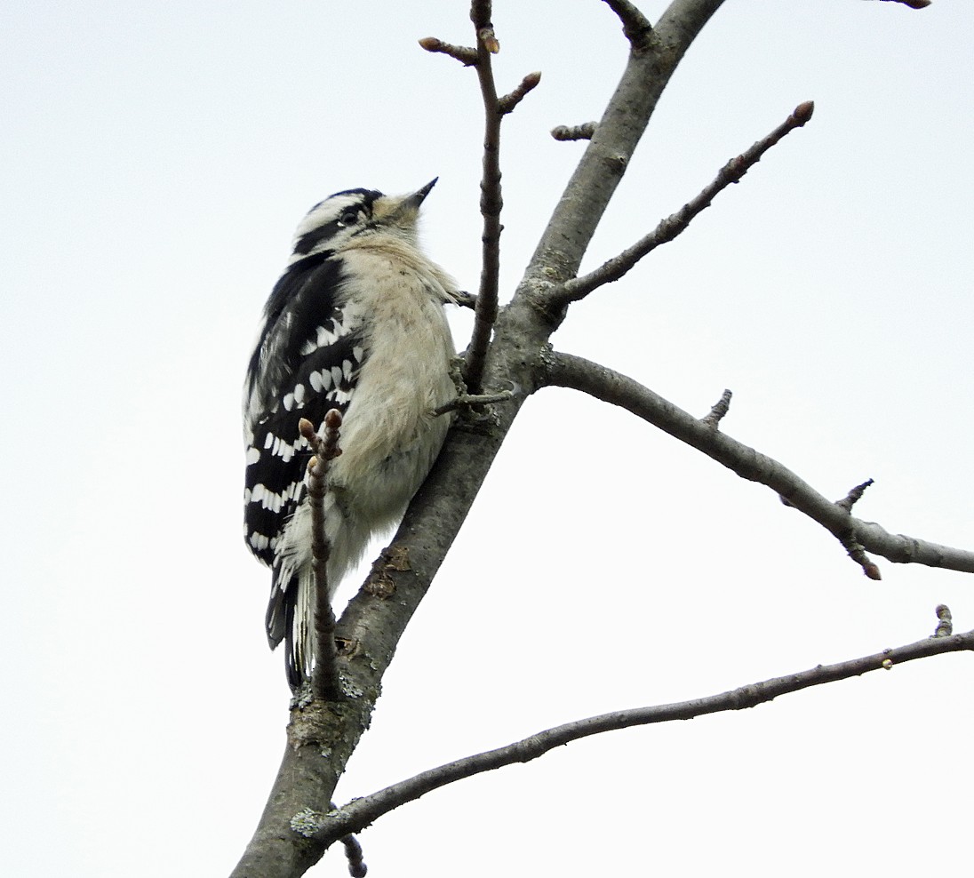 Downy Woodpecker - ML612645695