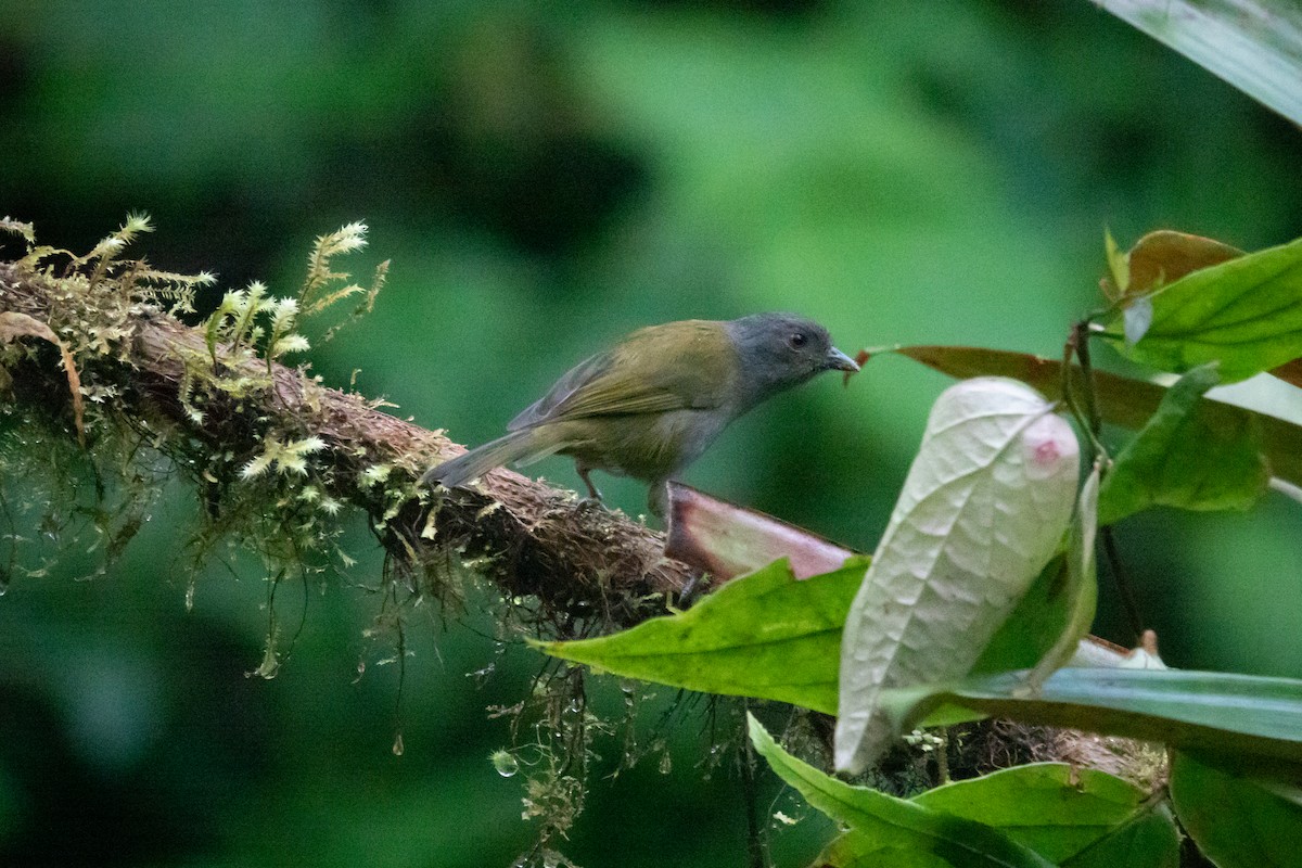 Dusky Chlorospingus - ML612645805