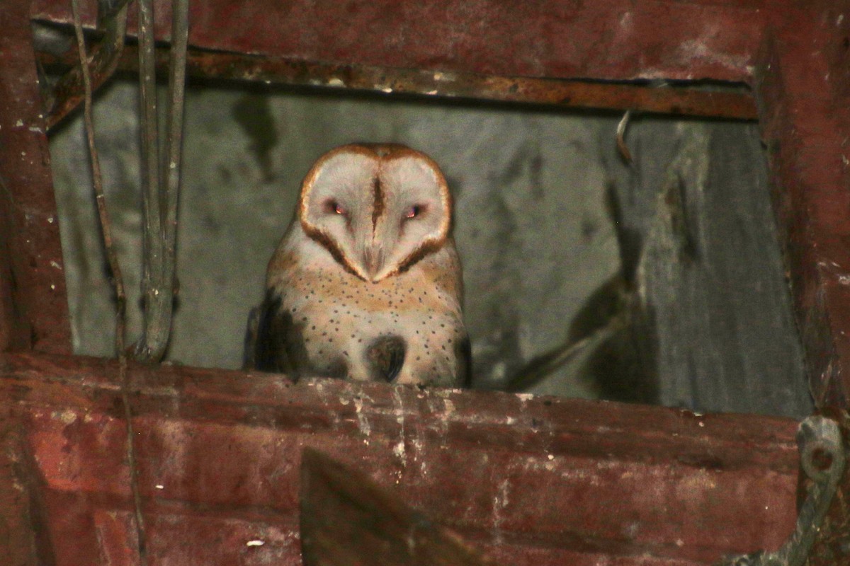 Barn Owl - ML612645857