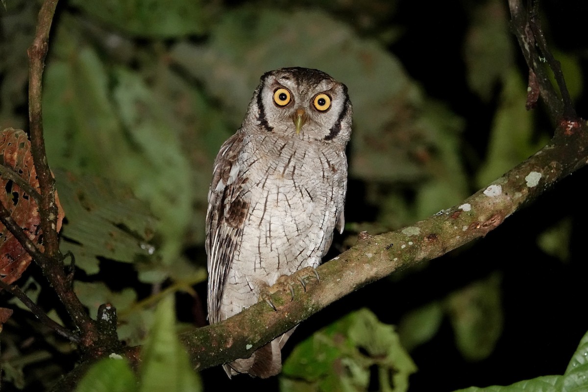 Tropical Screech-Owl - Daysy Vera Castro