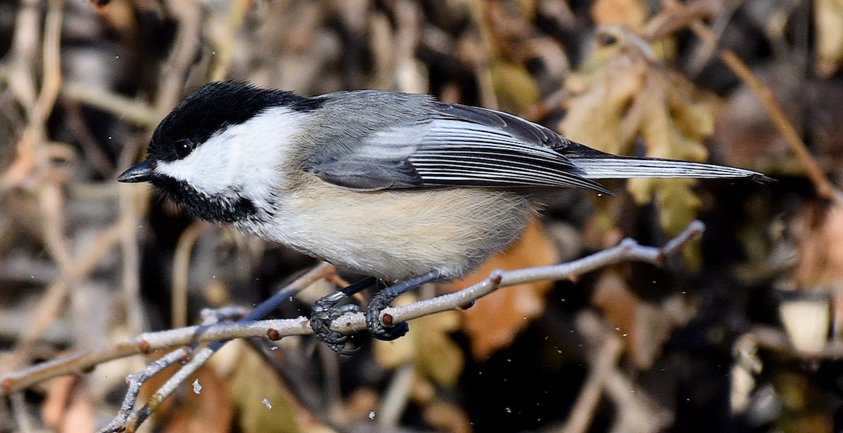 Black-capped Chickadee - Steven Mlodinow