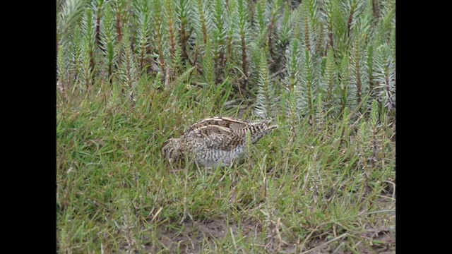 Magellanic Snipe - ML612645983