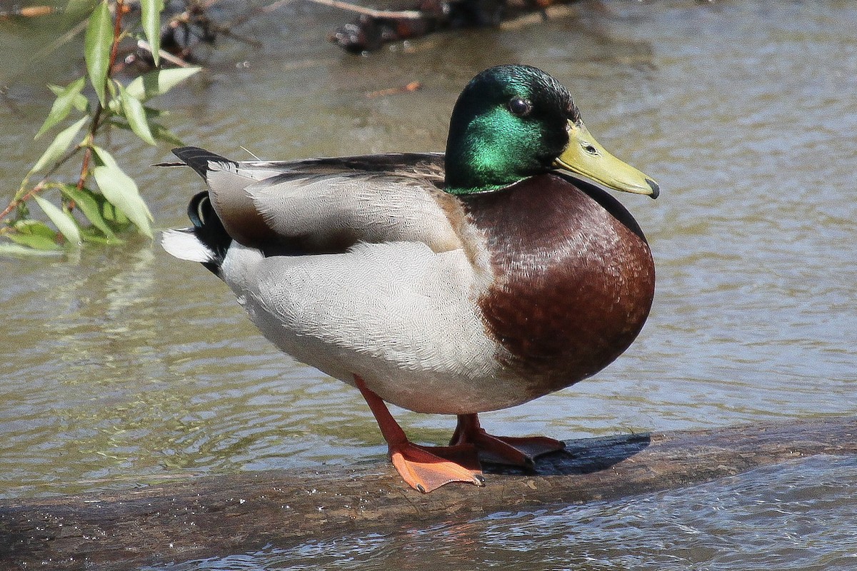 Mallard - Dottie Herring