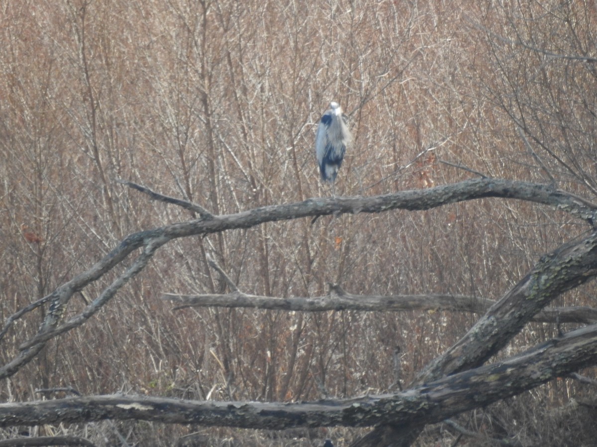 Great Blue Heron - ML612646082