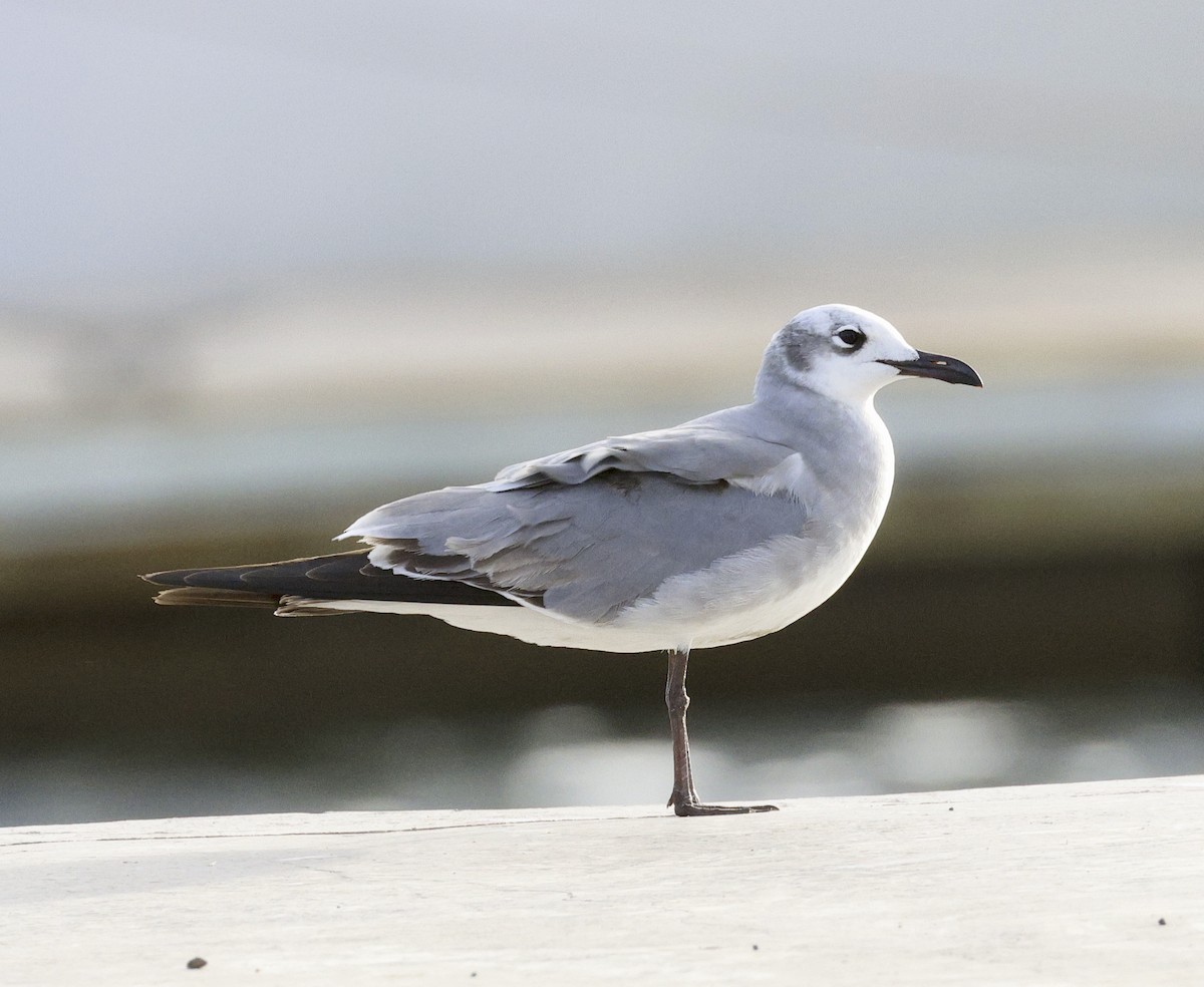 Laughing Gull - ML612646083