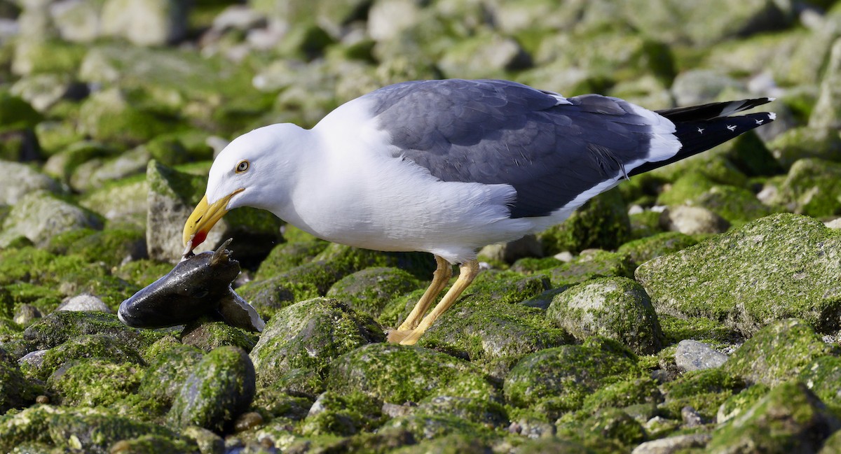 Yellow-footed Gull - ML612646087