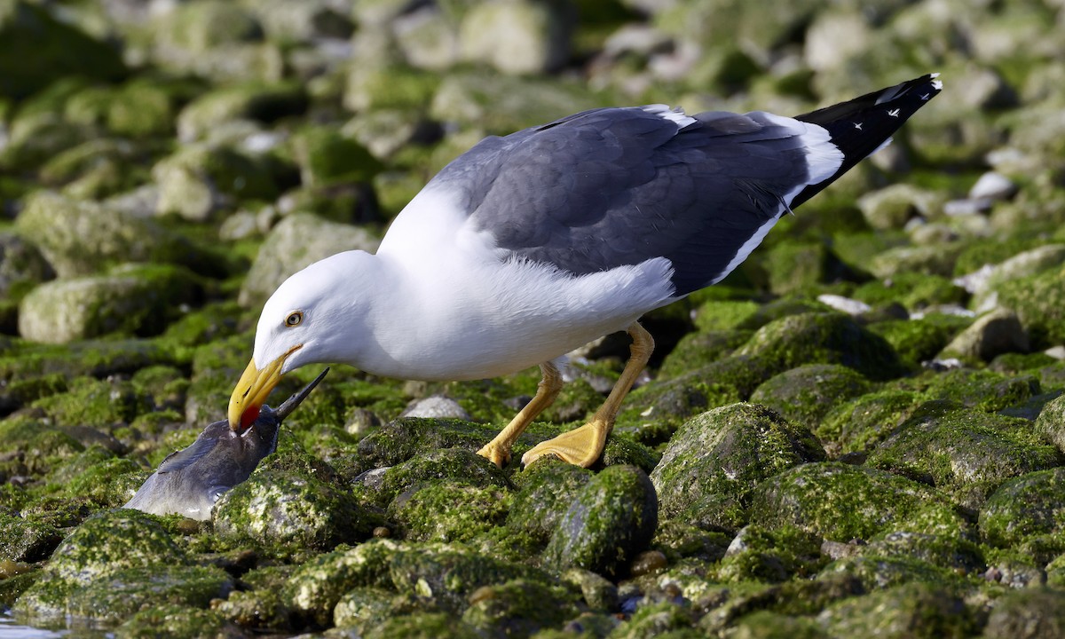 Yellow-footed Gull - Adam Dudley