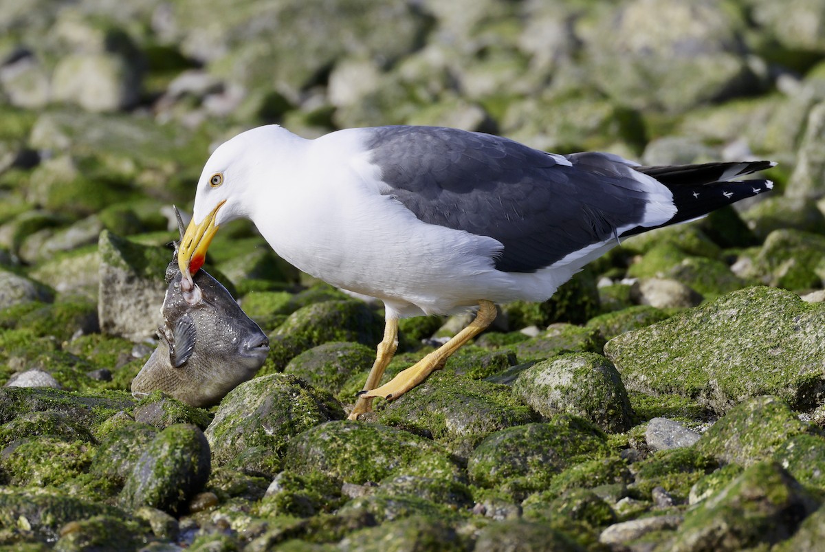 Yellow-footed Gull - ML612646089