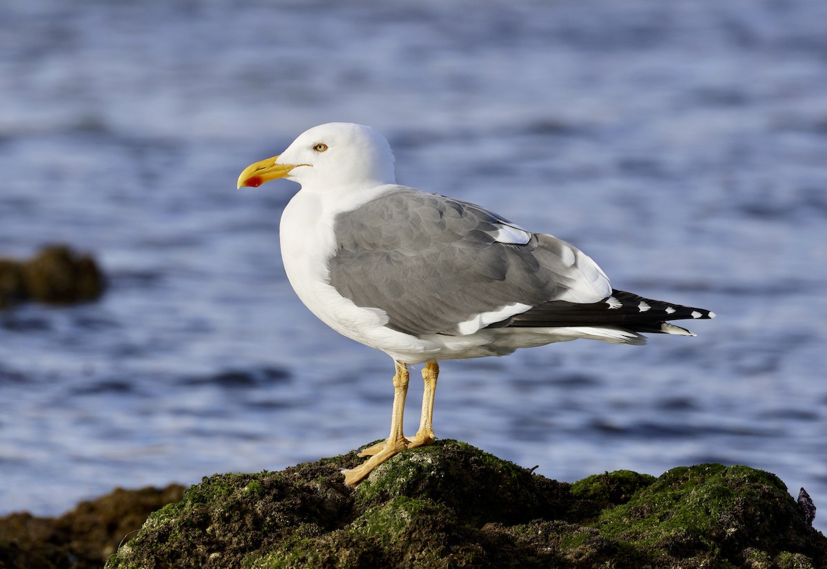 Yellow-footed Gull - ML612646090