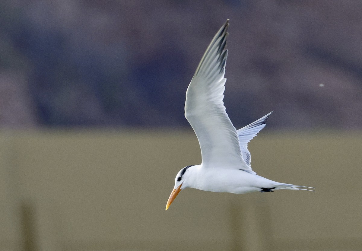 Royal Tern - ML612646092