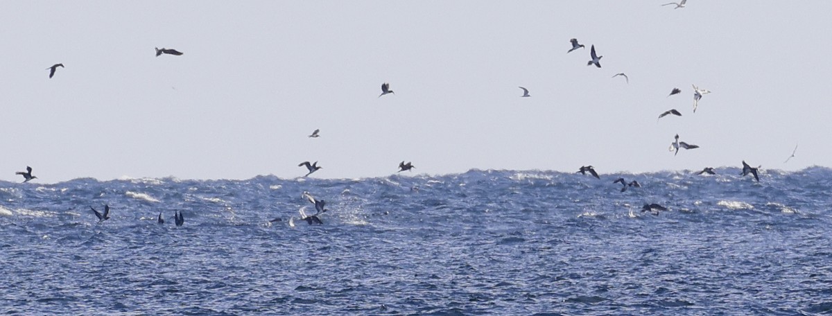 Brown Booby - ML612646096