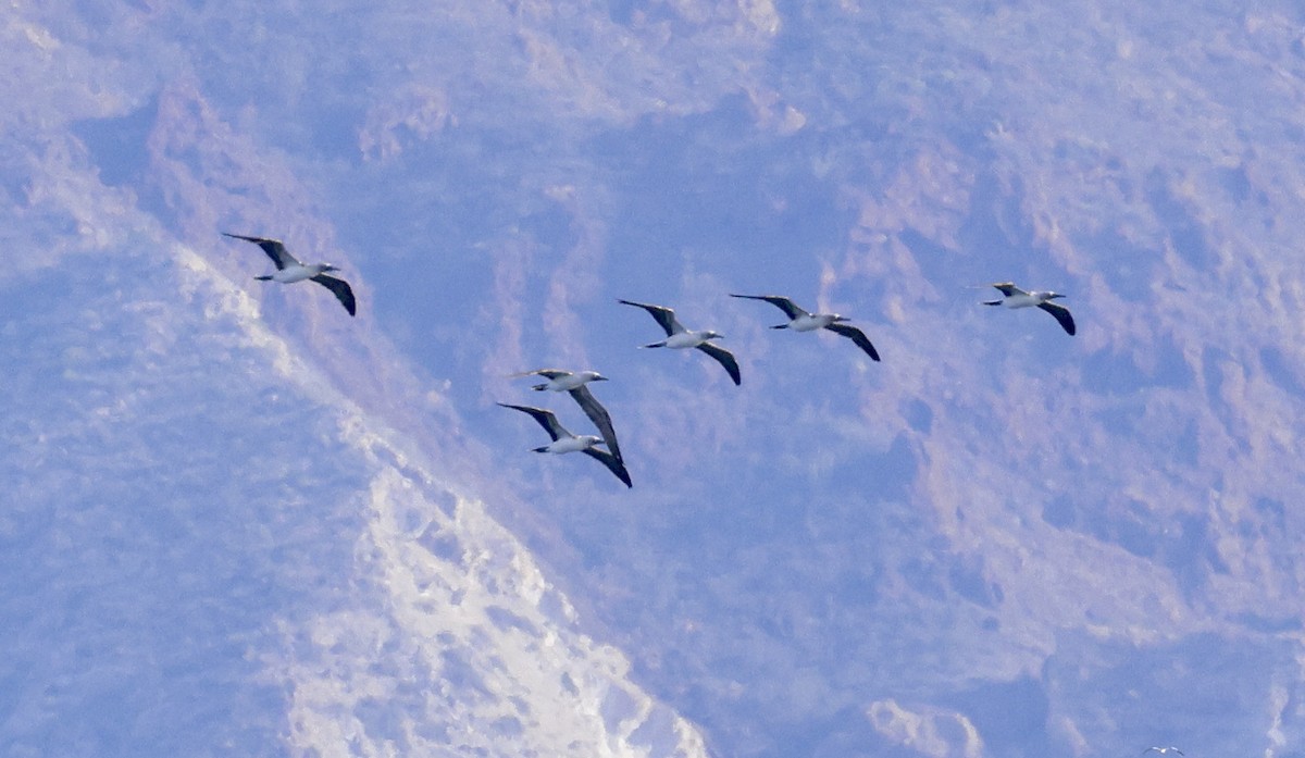 Blue-footed Booby - ML612646101