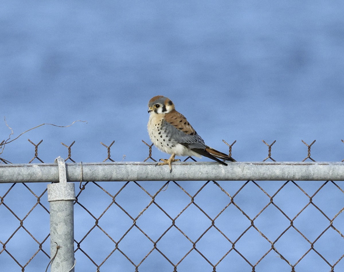 American Kestrel - ML612646106